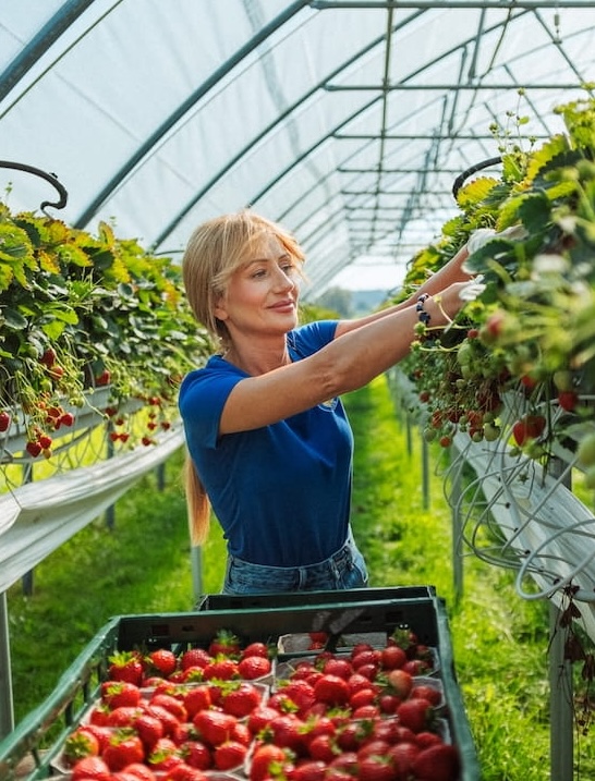 Frau von Firma Auland plückt Erdbeeren
